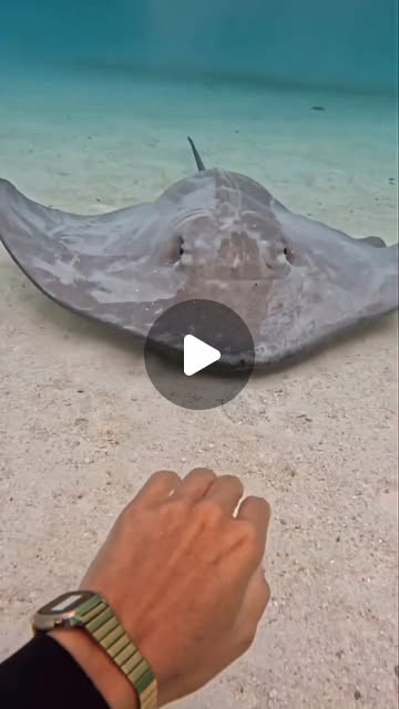 Welcome to Dominican Republic!
Mantarraya — крупные скаты, не представляют угрозы для купальщиков и встречаются в естественных бассейнах у островов Саона и Каталина. 
Встречи и возможность наблюдения за ними предлагаются в дайвинг турах и экскурсиях со снорклингом в Байяибе и Ла Романе. 
@bayahibeyates 
#bayahibe #laromana #saonaisland #visitdominicanrepublic #godomrep #turismord #DominicanatourismInfo